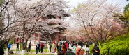 “花见雁塔 樱动全城”2023第七届雁塔国际樱花节开启春日之约