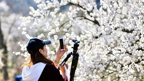 杏花烂漫醉游人