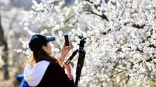 杏花烂漫醉游人