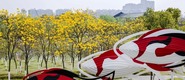 （转载）＃你好·春天# 黄花风铃木如约绽放