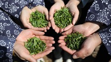 临沂：沂蒙春茶开采啦！_fororder_083a0f8d0e5c71ebb626e8e83da55d58